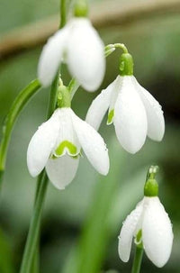 Snowdrop Blumensamen zur Aussaat kompakt Wuchs Traditionssorte & ohne Gentechnik Samen Hausgarten