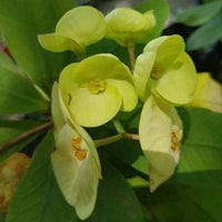 Grün euphorbia milii blume samen for anpflanzung - cut blume favorite, heirloom & gmo free samen for home garten
 
 sale samen for anpflanzung in home garten