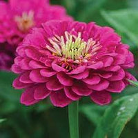 Zinnia blume samen rosa anpflanzung pack