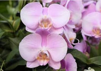 Baby rosa phalaenopsis orchid blume samen for anpflanzung - colorful display, heirloom & gmo free samen for home garten
 
 sale for anpflanzung in home garten.