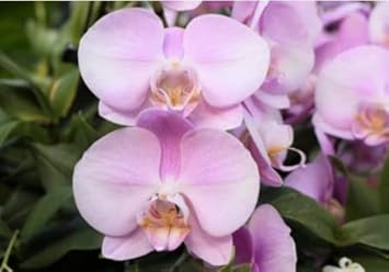 Baby rosa phalaenopsis orchid blume samen for anpflanzung - colorful display, heirloom & gmo free samen for home garten
 
 sale for anpflanzung in home garten.