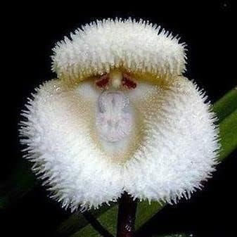 Weiß monkey face orchid blume samen for anpflanzung - fragrant blossoms, heirloom & gmo free samen for home garten
 
 sale for anpflanzung in home garten.