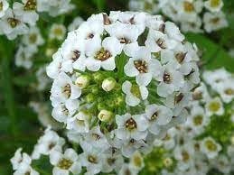 Lobularia blume samen for anpflanzung shade tolerant heirloom & gmo free samen for home garten 
 
 sale for anpflanzung in home garten
