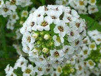 Lobularia blume samen for anpflanzung shade tolerant heirloom & gmo free samen for home garten 
 
 sale for anpflanzung in home garten