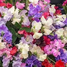 Odoratus blume samen for anpflanzung - drought tolerant, heirloom & gmo free samen for home garten
 
 sale samen for anpflanzung in home garten