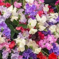 Odoratus blume samen for anpflanzung - drought tolerant, heirloom & gmo free samen for home garten
 
 sale samen for anpflanzung in home garten