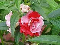 Weiß Rot Springkraut Kamelie Blumensamen saisonal Dauerblüher Traditionssorte & ohne Gentechnik Samen Hausgarten