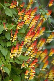 Mina lobata blume samen for anpflanzung bright blooms heirloom & gmo free samen for home garten 
 
 sale for anpflanzung in home garten