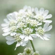 Orlaya blume samen for anpflanzung - seasonal bloomer, heirloom & gmo free samen for home garten
 
 sale samen for anpflanzung in home garten