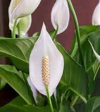 Peace lily blume samen for anpflanzung - drought tolerant, heirloom & gmo free samen for home garten
 
 sale samen for home garten