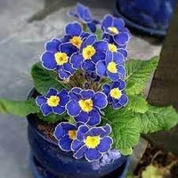 Heirloom primrose blume samen for anpflanzung fragrant blossoms heirloom & gmo free samen for home garten 
 
 sale for anpflanzung in home garten