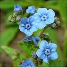 Cynoglossum Blumensamen zur Aussaat – robust Sorte – Traditionssorte & ohne Gentechnik Samen Hausgarten