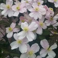 Baby rosa clematis blume samen for anpflanzung container friendly heirloom & gmo free samen for home garten 
 
 sale for anpflanzung in home garten