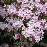 Beautybush blume samen for anpflanzung - colorful display, heirloom & gmo free samen for home garten
 
 sale for anpflanzung in home garten.