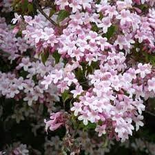 Beautybush blume samen for anpflanzung - colorful display, heirloom & gmo free samen for home garten
 
 sale for anpflanzung in home garten.