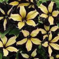 Pelletta Petunie Semi Ultra Semi Plum Vertical Samen