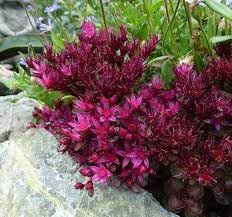 Sedum spurium blume samen for anpflanzung - easy to grow, heirloom & gmo free samen for home garten
 
 sale samen for home garten