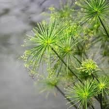 Papyrus blume samen for anpflanzung long bloom season heirloom & gmo free samen for home garten
sale for anpflanzung in home garten
