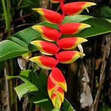 Heliconia blume samen for anpflanzung - cottage garten essential, heirloom & gmo free samen for home garten
 
 sale samen for anpflanzung in home garten
