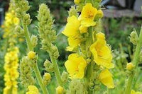 Verbascum blume samen for anpflanzung pollinator friendly heirloom & gmo free samen for home garten 
 
 sale for anpflanzung in home garten