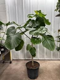 Cyphomandra blume samen for anpflanzung - pollinator friendly, heirloom & gmo free samen for home garten
 
 sale for anpflanzung in home garten.