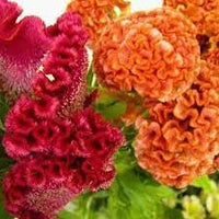 Celosia blume samen for anpflanzung - long bloom season, heirloom & gmo free samen for home garten
 
 sale samen for home garten