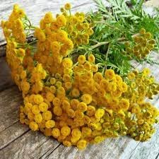 Heirloom tansy blume samen for anpflanzung bright blooms heirloom & gmo free samen for home garten 
 
 sale for anpflanzung in home garten