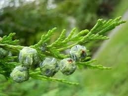 Pendula chamaecyparis nootkatensis blume samen for anpflanzung - easy to grow, heirloom & gmo free samen for home garten
 
 sale samen for home garten