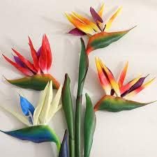 Mixed strelitzia blume samen for anpflanzung - drought tolerant, heirloom & gmo free samen for home garten
 
 sale for anpflanzung in home garten.