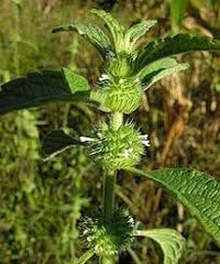 Hyptis blume samen for anpflanzung - sun loving, heirloom & gmo free samen for home garten
 
 sale samen for anpflanzung in home garten