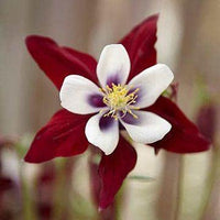 zart Rosa Columbines Blumensamen zur Aussaat – farbenfroh Schau – Traditionssorte & ohne Gentechnik Samen Hausgarten