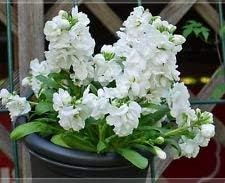 Weiß matthiola incana blume samen for anpflanzung - pollinator friendly, heirloom & gmo free samen for home garten
 
 sale for anpflanzung in home garten.