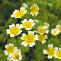 Limnanthes blume samen for anpflanzung long bloom season heirloom & gmo free samen for home garten 
 
 sale for anpflanzung in home garten