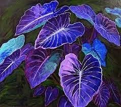 Dark blau caladium blume samen for anpflanzung - colorful display, heirloom & gmo free samen for home garten
 
 sale samen for home garten