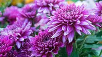 Violet chrysanthemum blume samen for anpflanzung - seasonal bloomer, heirloom & gmo free samen for home garten
 
 sale for anpflanzung in home garten