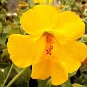 Gelb erythranthe blume samen for anpflanzung - wildflower mix, heirloom & gmo free samen for home garten
 
 sale for anpflanzung in home garten