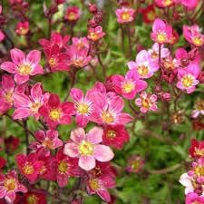 Saxifraga moss blume samen for anpflanzung - perfect for borders, heirloom & gmo free samen for home garten
 
 sale samen for anpflanzung in home garten