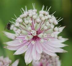 Heirloom astrantia blume samen for anpflanzung cottage garten essential heirloom & gmo free samen for home garten 
 
 sale for anpflanzung in home garten
