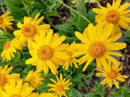 Fresh arnica blume samen for anpflanzung - bright blooms, heirloom & gmo free samen for home garten
 
 sale samen for anpflanzung in home garten