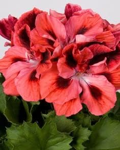 Rot & orange geranium blume samen for anpflanzung - shade tolerant, heirloom & gmo free samen for home garten
 
 sale samen for anpflanzung in home garten