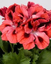 Rot & orange geranium blume samen for anpflanzung - shade tolerant, heirloom & gmo free samen for home garten
 
 sale samen for anpflanzung in home garten