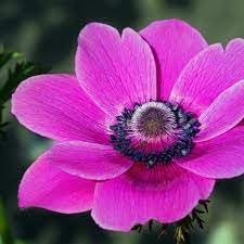 Anemone blume samen for anpflanzung - vibrant colors, heirloom & gmo free samen for home garten
sale for anpflanzung in home garten.