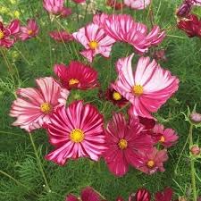 Cosmos velouette blume samen for anpflanzung long bloom season heirloom & gmo free samen for home garten 
 
 sale for anpflanzung in home garten