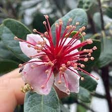 Feijoa sellowiana blume samen for anpflanzung - easy to grow, heirloom & gmo free samen for home garten
 
 sale for anpflanzung in home garten.