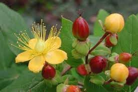 Heirloom hypericum blume samen for anpflanzung hardy variety heirloom & gmo free samen for home garten 
 
 sale for anpflanzung in home garten