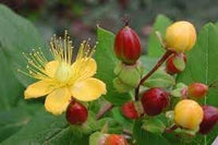 Heirloom hypericum blume samen for anpflanzung hardy variety heirloom & gmo free samen for home garten 
 
 sale for anpflanzung in home garten