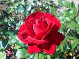 Canine (canine rose) samen for anpflanzung in home garten
