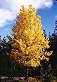 Quaking aspen blume samen for anpflanzung - compact growth, heirloom & gmo free samen for home garten
 
 sale samen for home garten