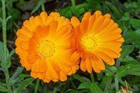 Calendula officinalis blume samen for anpflanzung - easy to grow, heirloom & gmo free samen for home garten
 
 sale for anpflanzung in home garten.