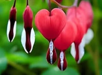 Calceolaria Semi Dicentra Spectabilis Fiore Raro